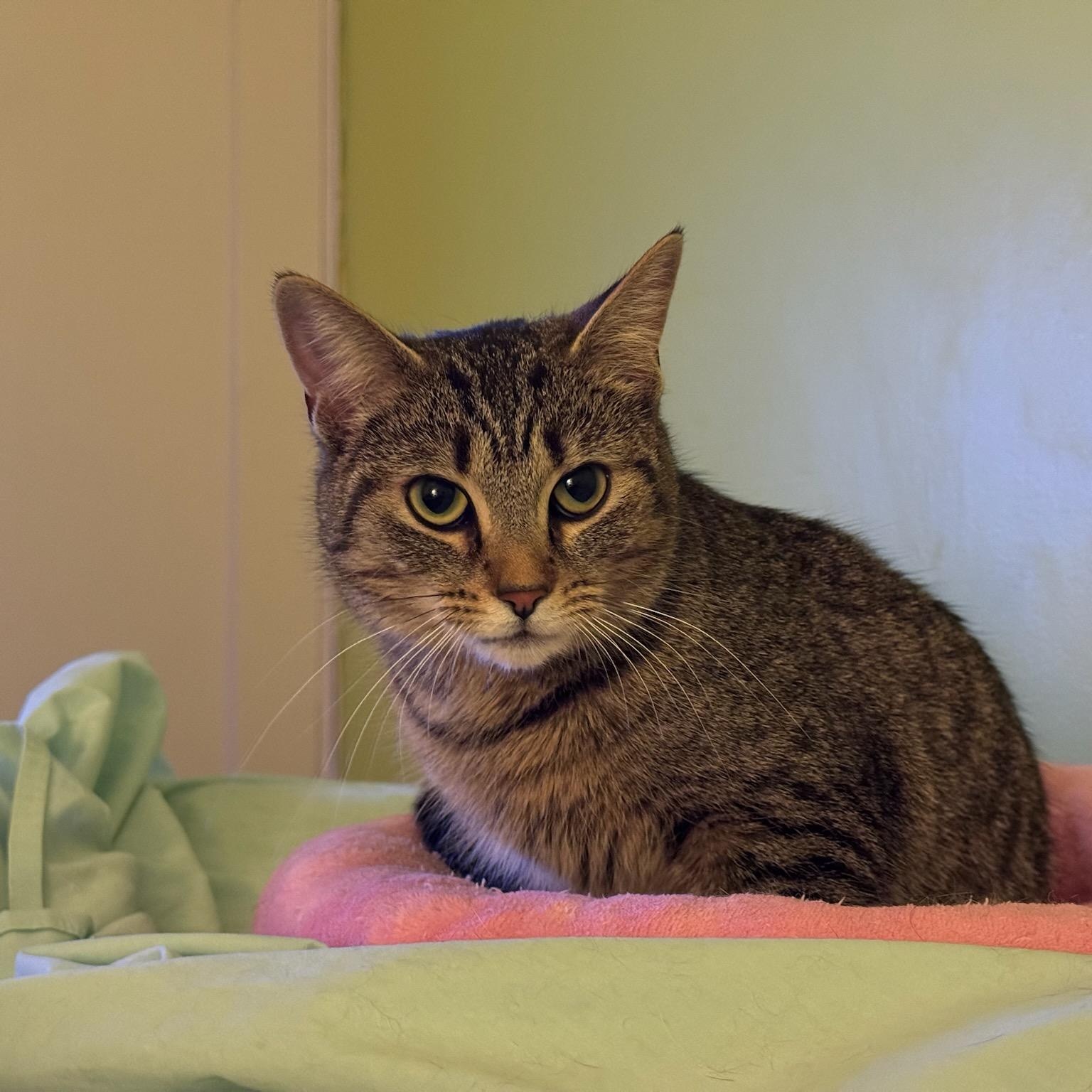 Enlarge Tory, a ADOPTABLE Domestic Short Hair in Richmond Hill, ON image 4/6