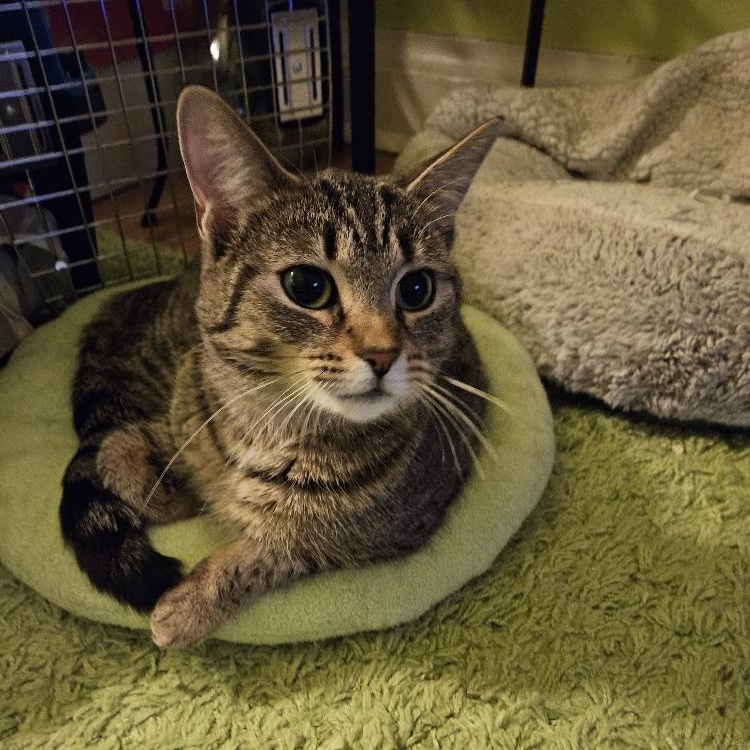 Tory, ADOPTABLE, Adult Female Domestic Short Hair.