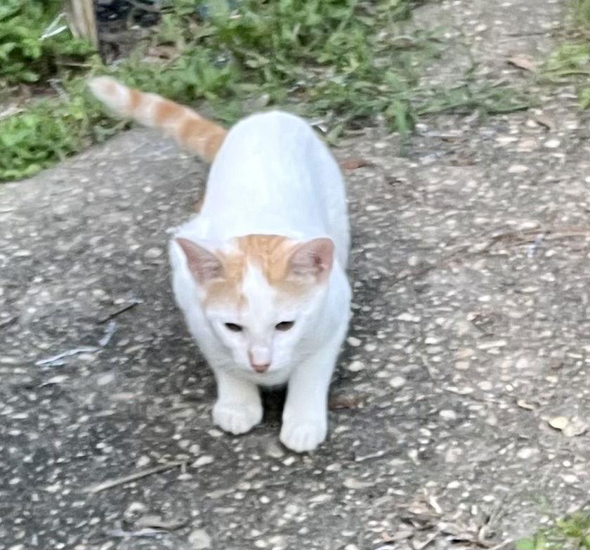 Enlarge Zack, a Adoptable mixed breed in Pensacola, FL image 1/6