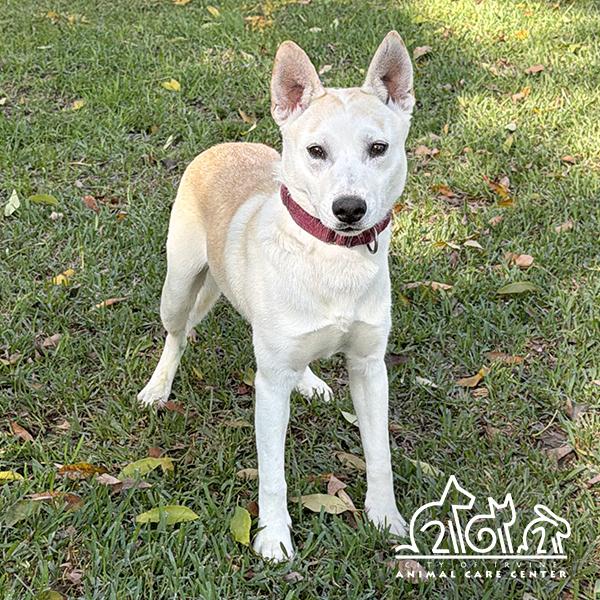 BLIZZ, Adoptable, Young Male Siberian Husky & Mixed Breed.