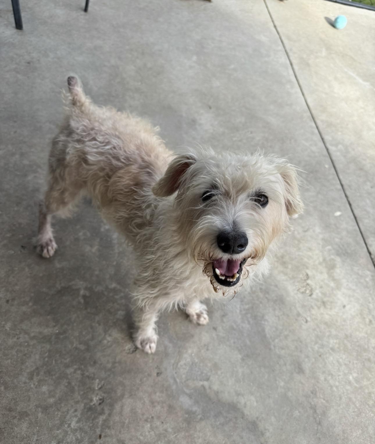 Enlarge Dusty, a Adoptable mixed breed in Hamden, CT image 1/5