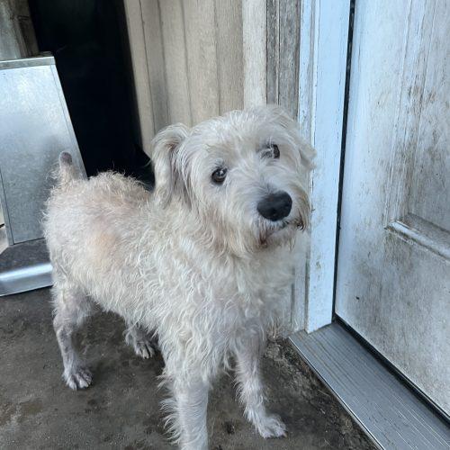 Enlarge Dusty, a Adoptable mixed breed in Hamden, CT image 2/5