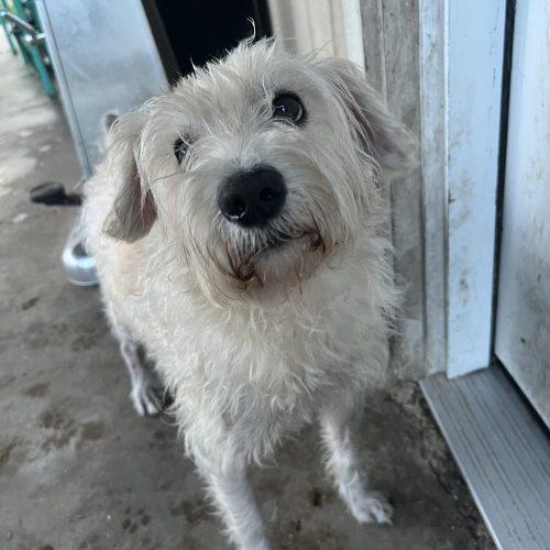 Enlarge Dusty, a Adoptable mixed breed in Hamden, CT image 3/5