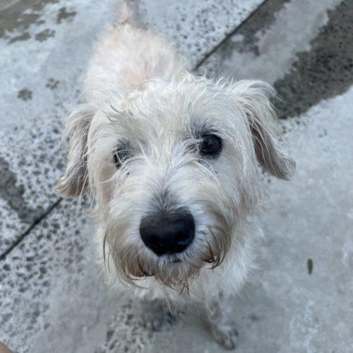 Enlarge Dusty, a Adoptable mixed breed in Hamden, CT image 4/5