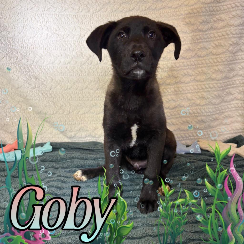 Goby, Adoptable, Puppy Male Labrador Retriever & Mixed Breed.