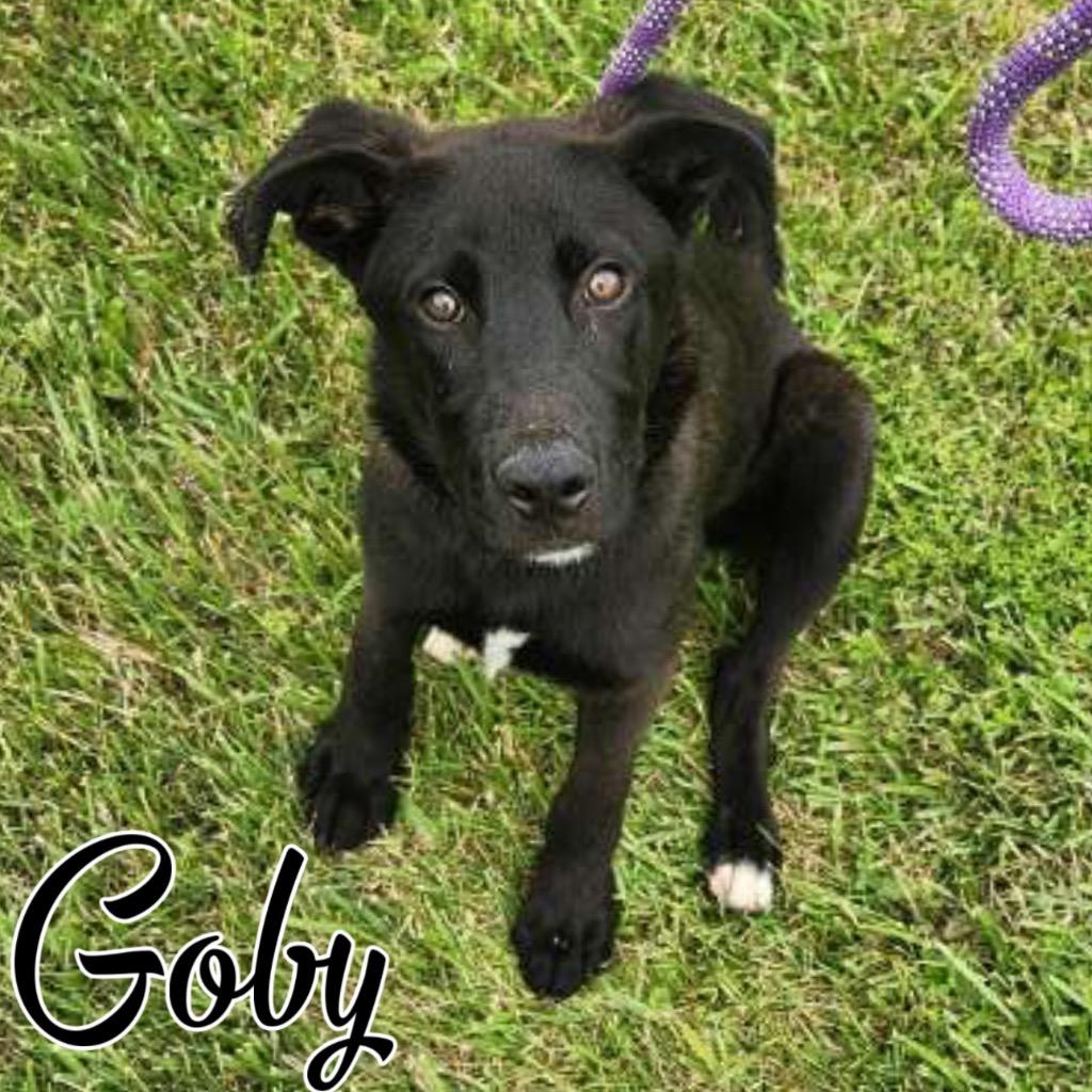 Goby, a Adoptable mixed breed in Hillsboro, OH image 2/4