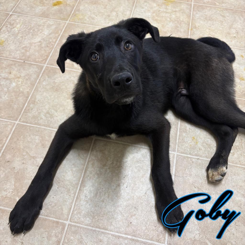 Goby, a Adoptable mixed breed in Hillsboro, OH image 3/4