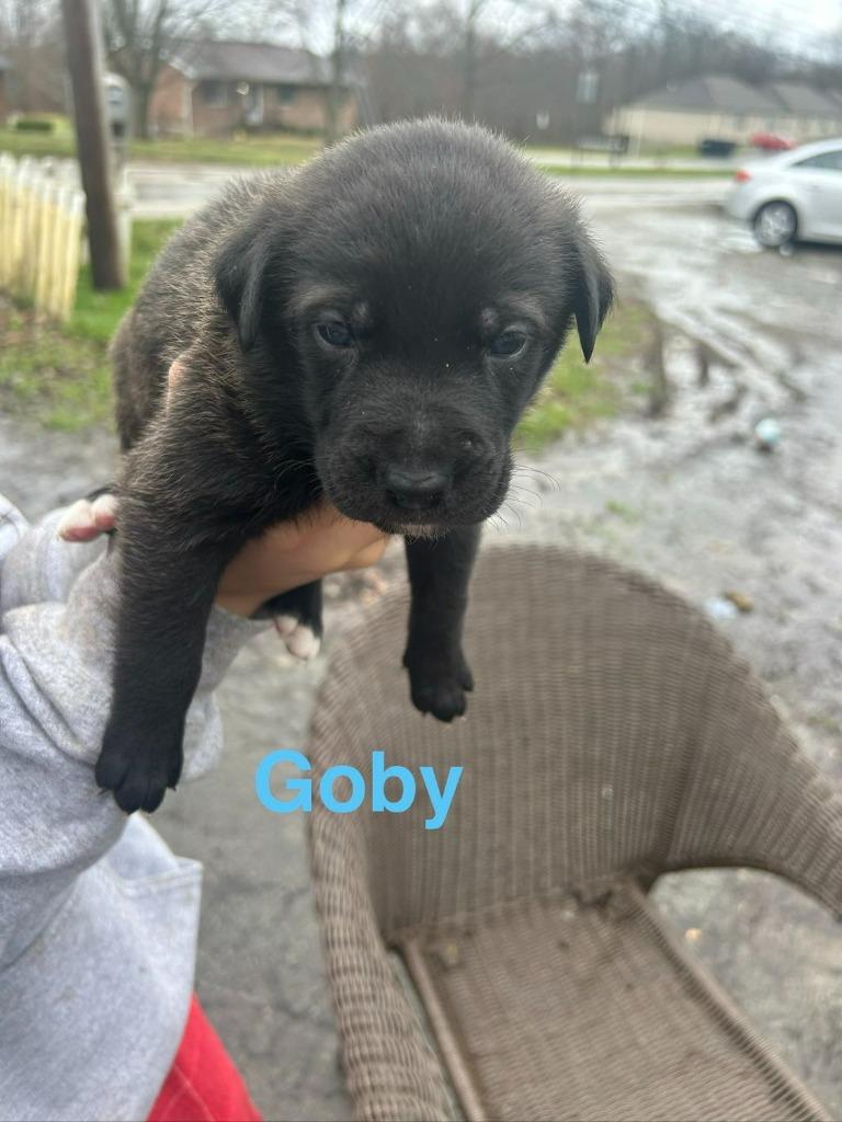 Enlarge Goby, a Adoptable mixed breed in Hillsboro, OH image 1/2