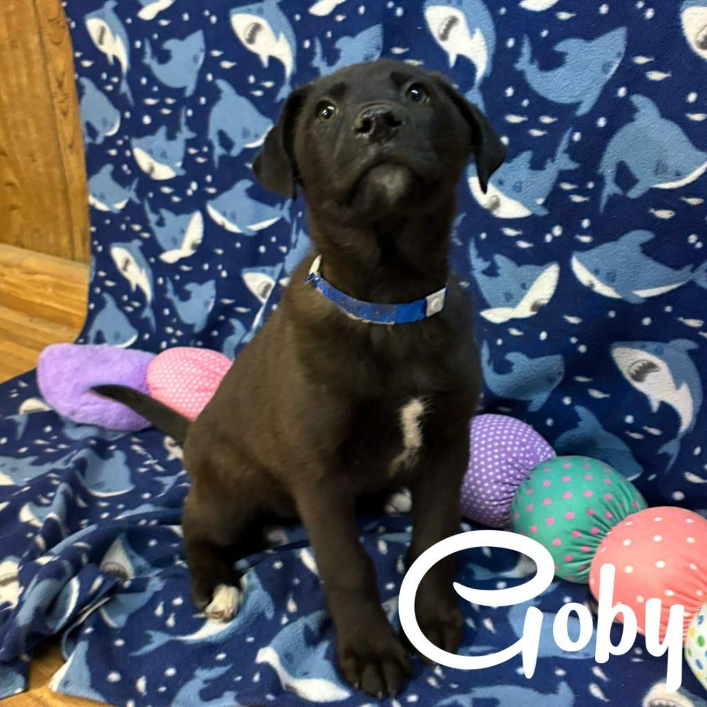 Enlarge Goby, a Adoptable mixed breed in Hillsboro, OH image 2/2