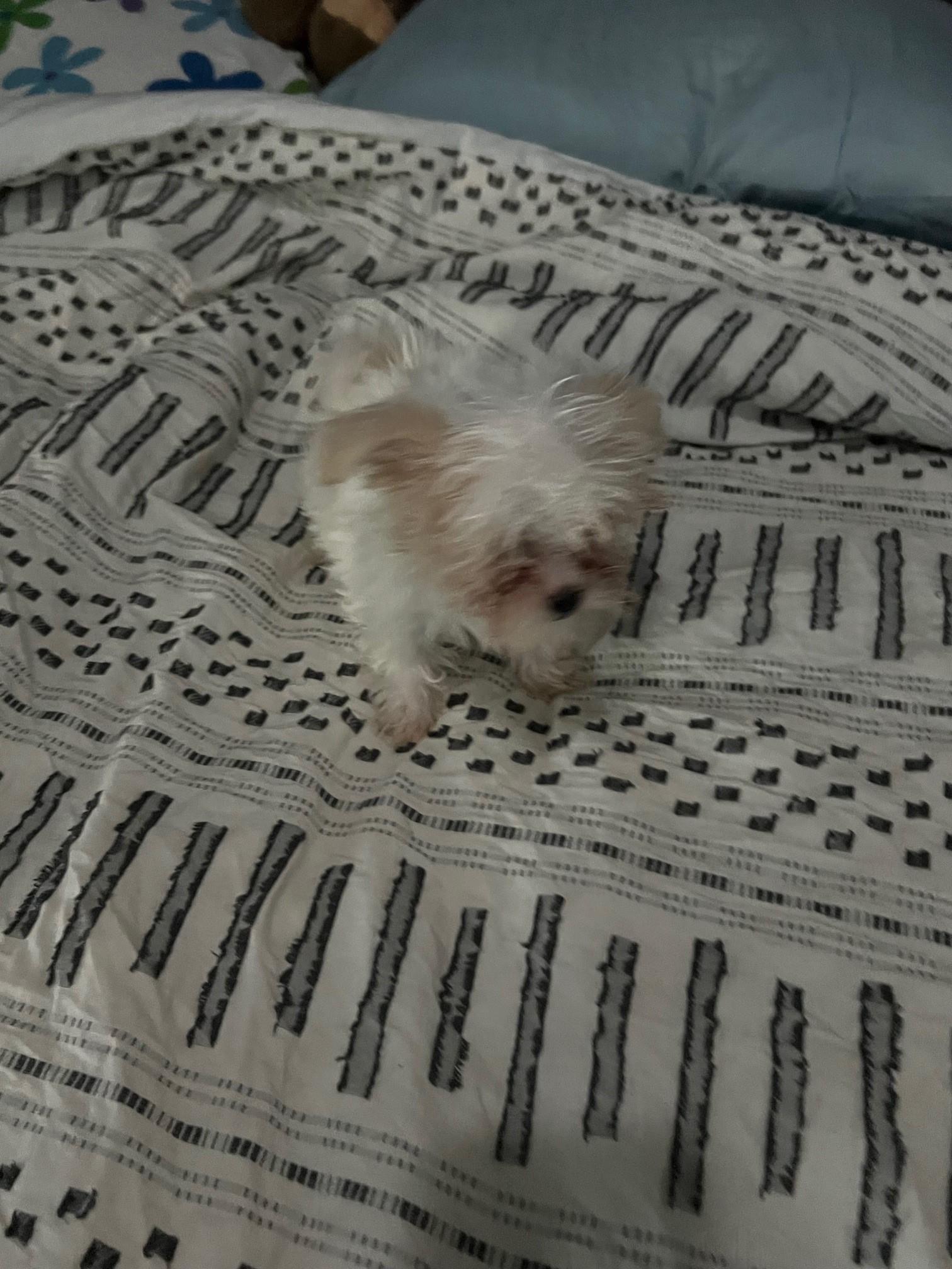 Dumpling, Baby Male Miniature Poodle