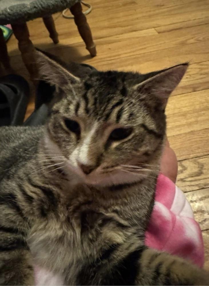 Marne, Adoptable, Young Male Domestic Short Hair & Tabby.