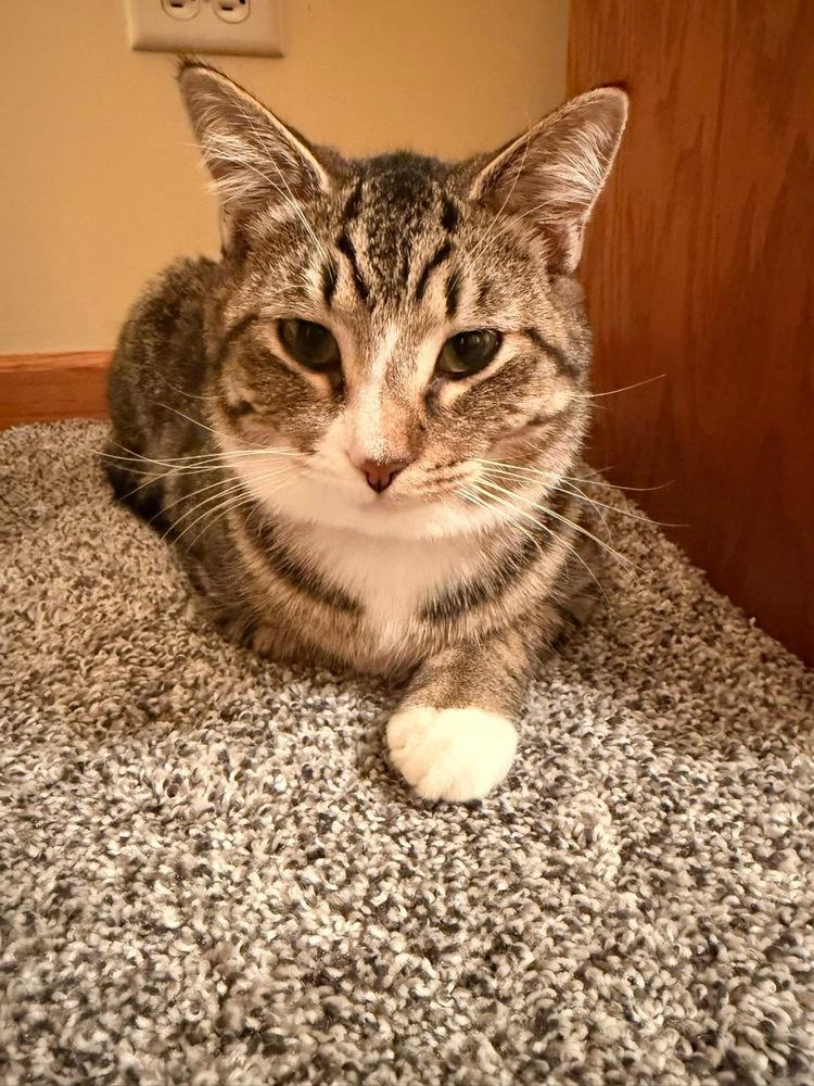 Marne, Adoptable, Kitten Male Domestic Short Hair & Tabby.