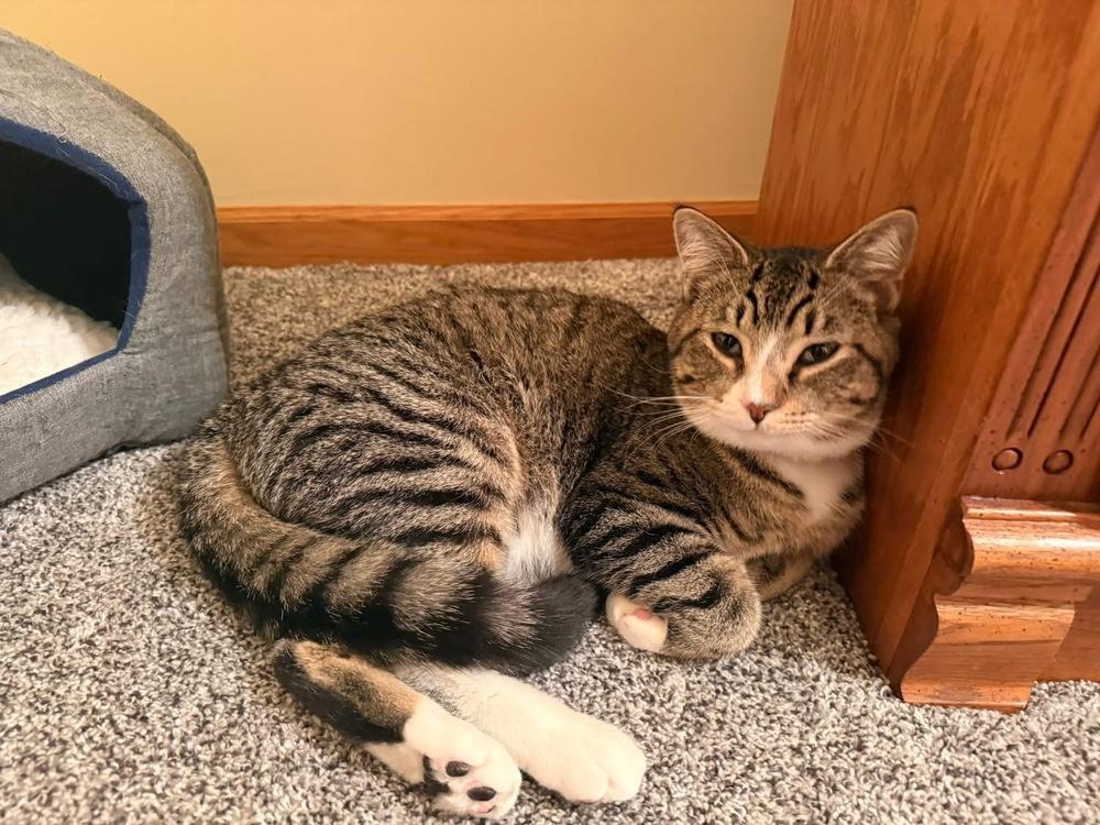 Enlarge Marne, a Adoptable mixed breed in Poplar Grove, IL image 2/6