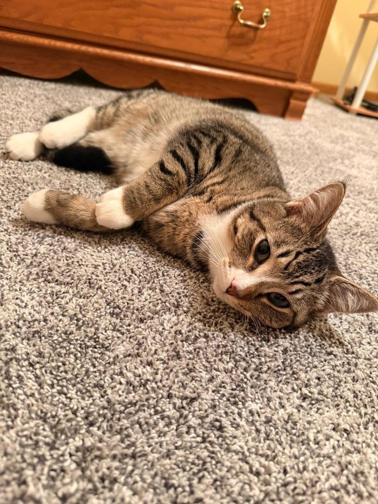 Enlarge Marne, a Adoptable mixed breed in Poplar Grove, IL image 4/6