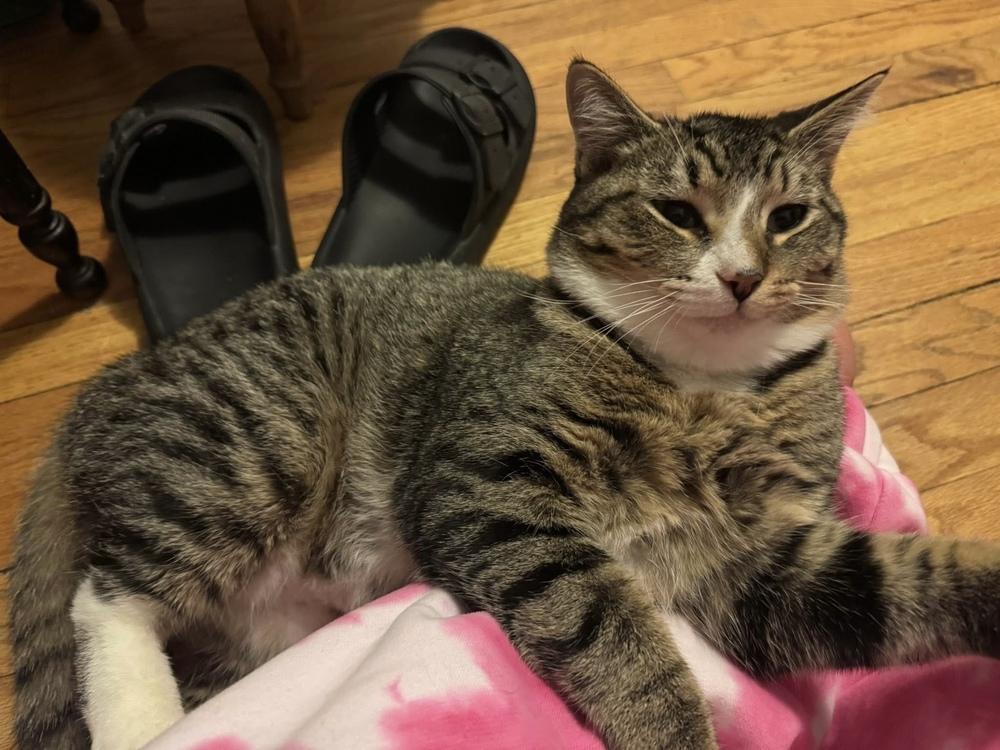 Enlarge Marne, a Adoptable mixed breed in Poplar Grove, IL image 5/6