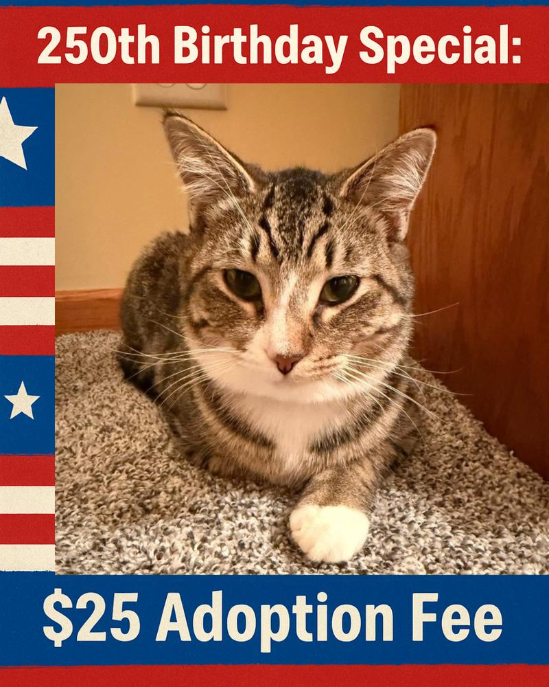 Enlarge Marne, a Adoptable mixed breed in Poplar Grove, IL image 5/6