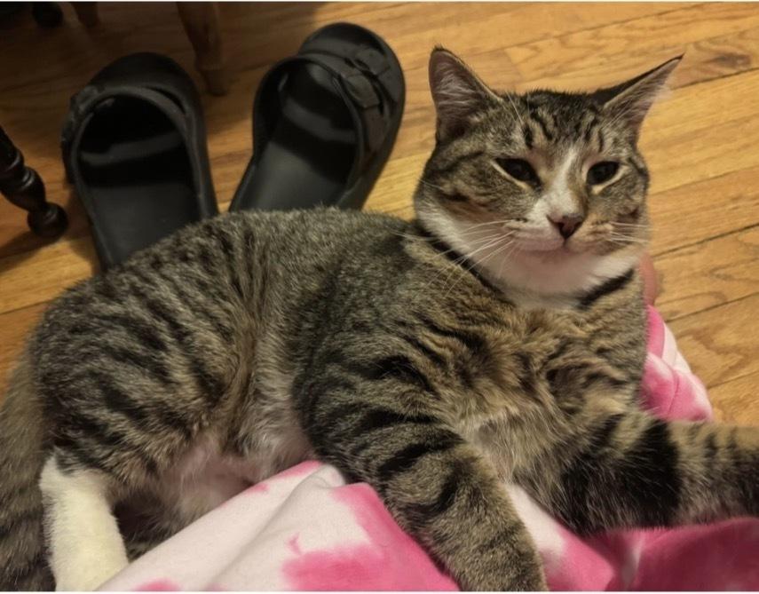 Enlarge Marne, a Adoptable mixed breed in Poplar Grove, IL image 3/5