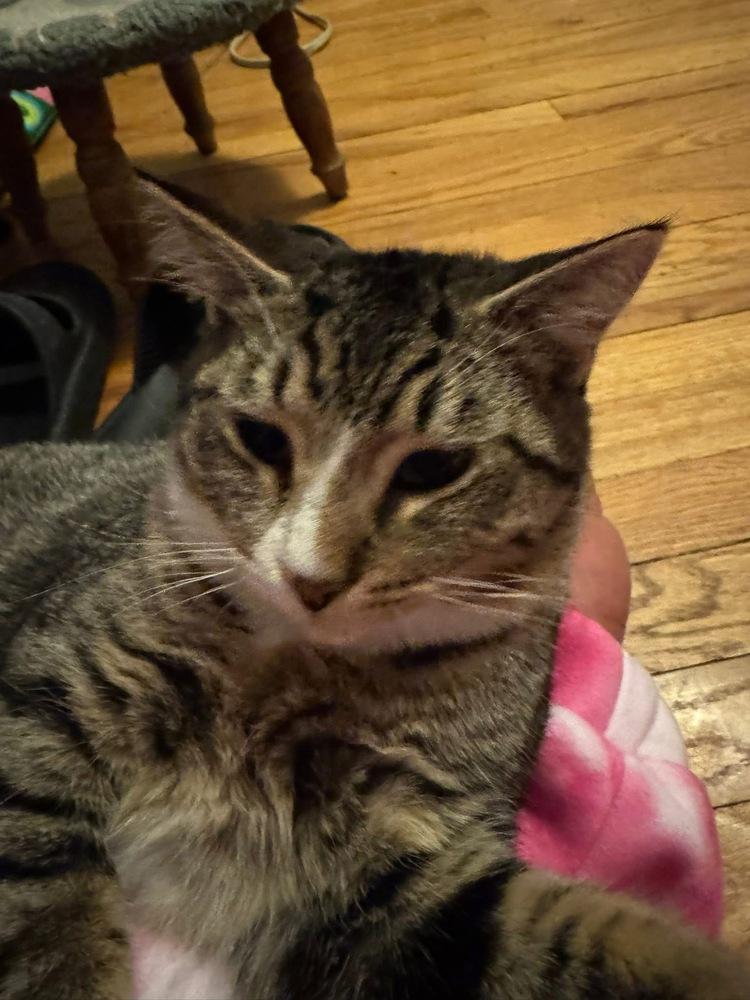 Enlarge Marne, a Adoptable mixed breed in Poplar Grove, IL image 6/6