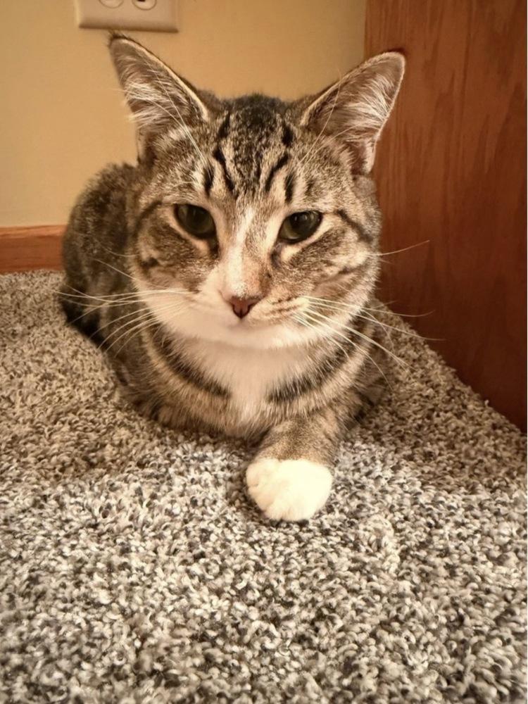 Enlarge Marne, a Adoptable mixed breed in Poplar Grove, IL image 4/5