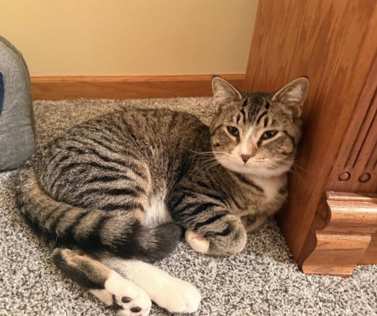 Enlarge Marne, a Adoptable mixed breed in Poplar Grove, IL image 5/5