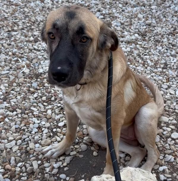 Brooklyn, Adoptable, Young Female German Shepherd Dog & Labrador Retriever.