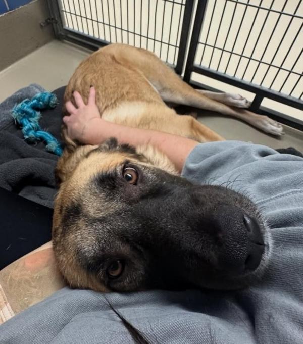 Enlarge Brooklyn, a Adoptable mixed breed in Austin, TX image 3/3