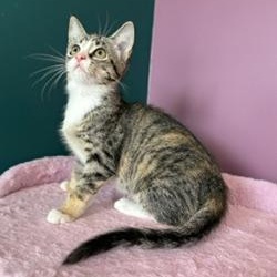 Enlarge Detroit, a ADOPTABLE Domestic Short Hair in Sweetwater, TN image 6/6