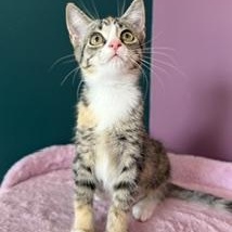 Enlarge Detroit, a ADOPTABLE Domestic Short Hair in Sweetwater, TN image 4/6