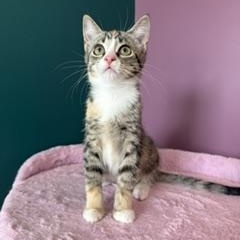 Enlarge Detroit, a ADOPTABLE Domestic Short Hair in Sweetwater, TN image 2/6