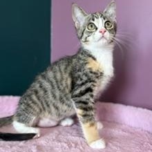 Enlarge Detroit, a ADOPTABLE Domestic Short Hair in Sweetwater, TN image 3/6