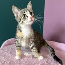 Enlarge Detroit, a ADOPTABLE Domestic Short Hair in Sweetwater, TN image 1/6