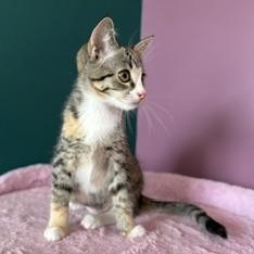 Enlarge Detroit, a ADOPTABLE Domestic Short Hair in Sweetwater, TN image 5/6
