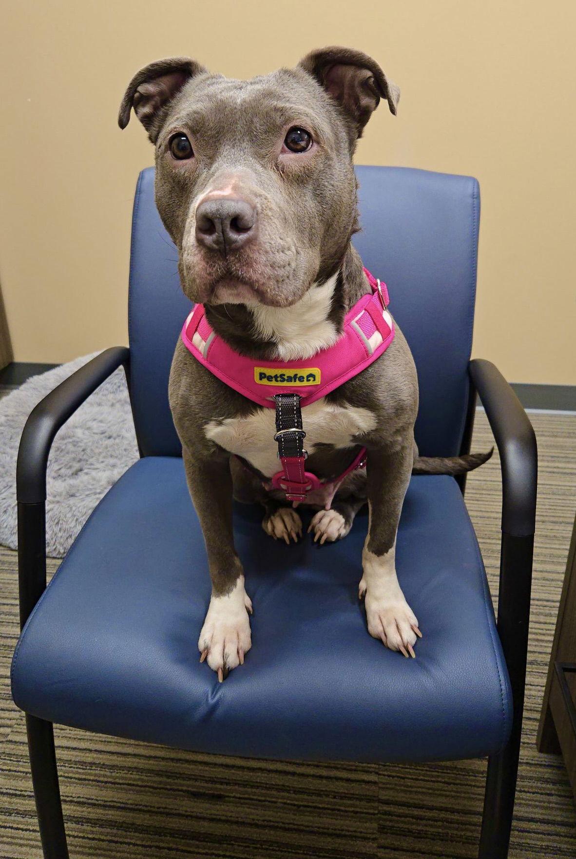 Enlarge Nala, a Adoptable Terrier in Blackwood, NJ image 1/3