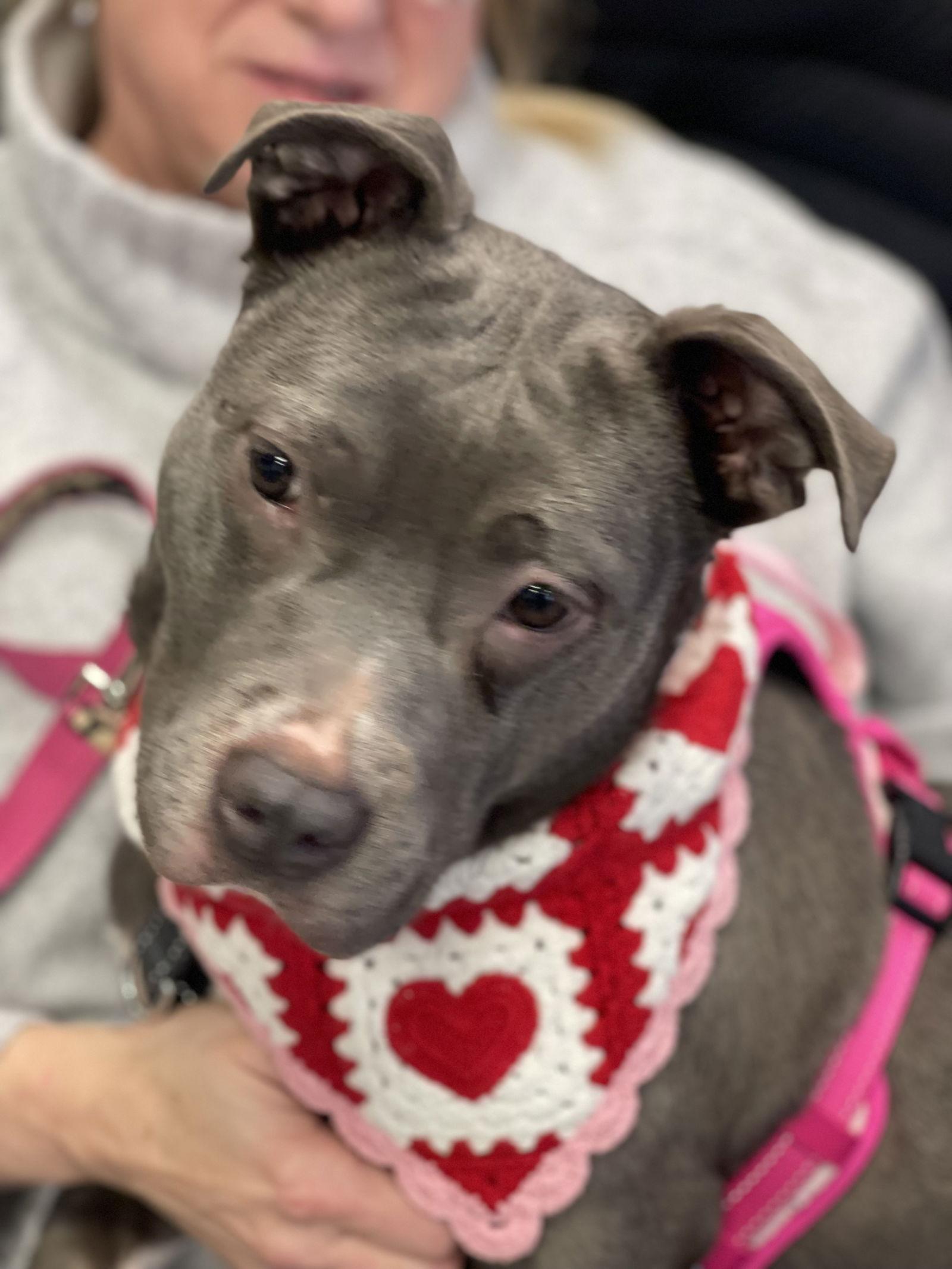 Enlarge Nala (Terrier), a Adoptable Terrier in Blackwood, NJ image 1/3