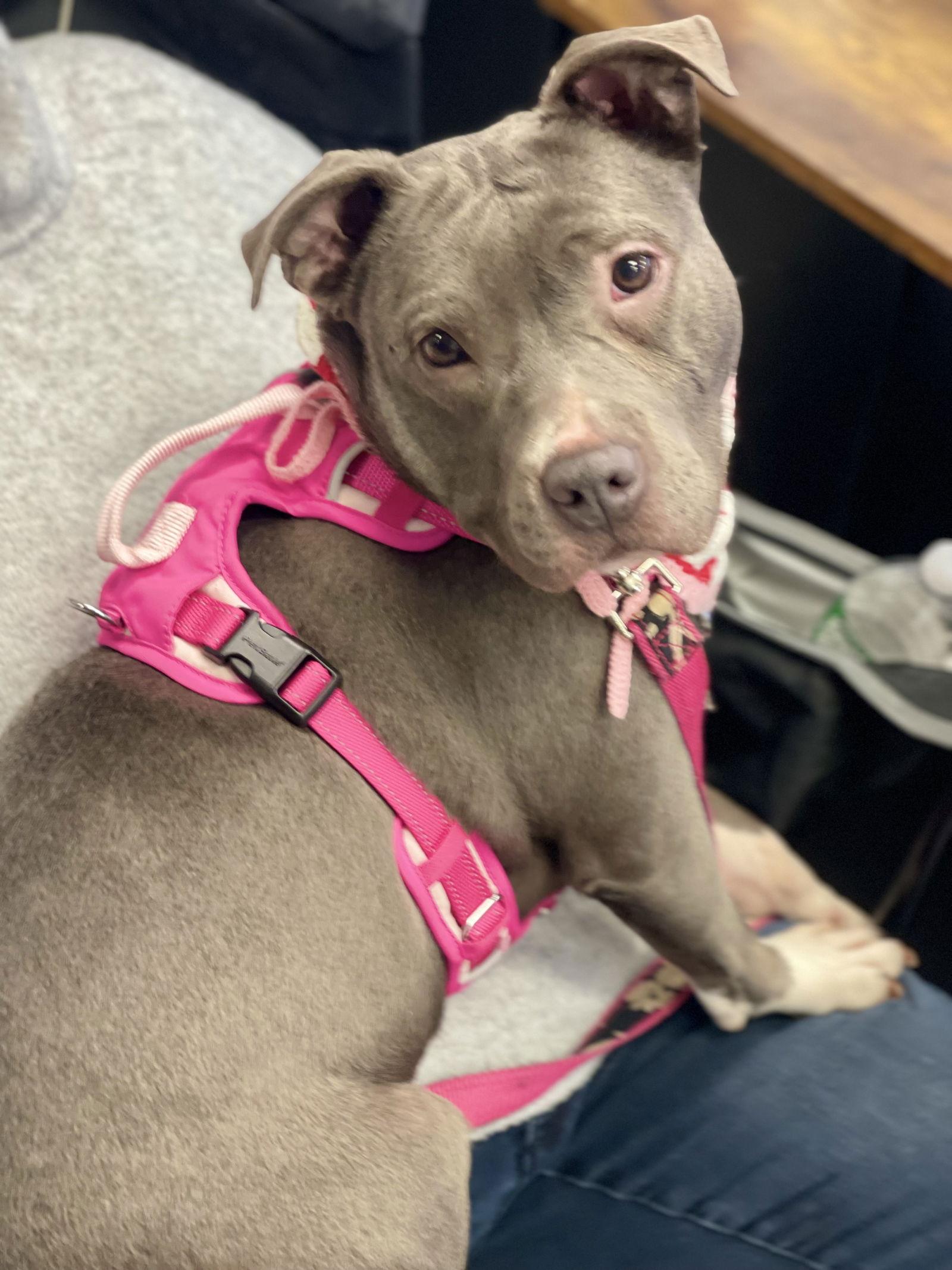 Enlarge Nala (Terrier), a Adoptable Terrier in Blackwood, NJ image 2/3