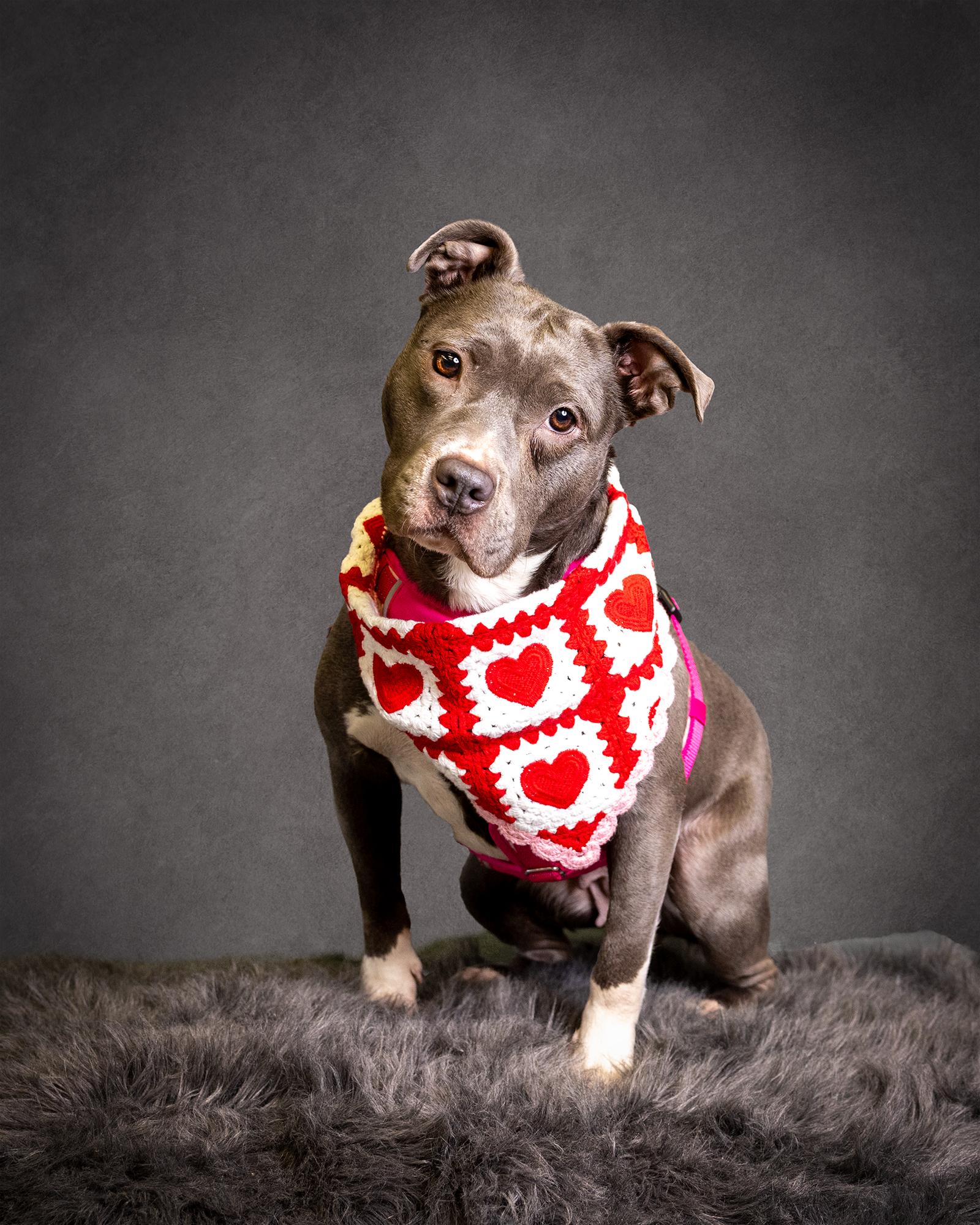 Enlarge Nala (Terrier), a Adoptable Terrier in Blackwood, NJ image 3/3