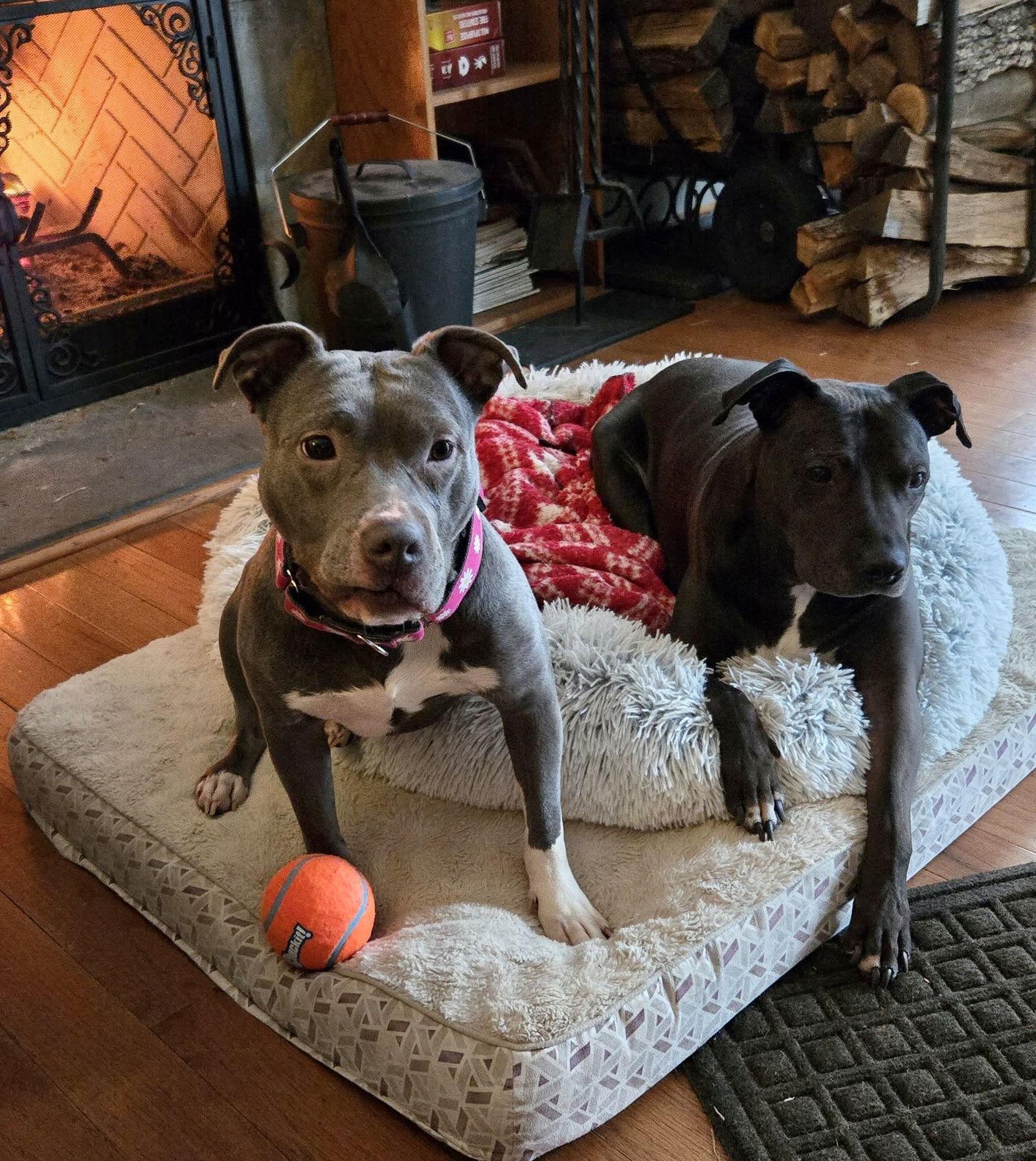 Enlarge Nala (Terrier), a Adoptable Terrier in Blackwood, NJ image 3/3