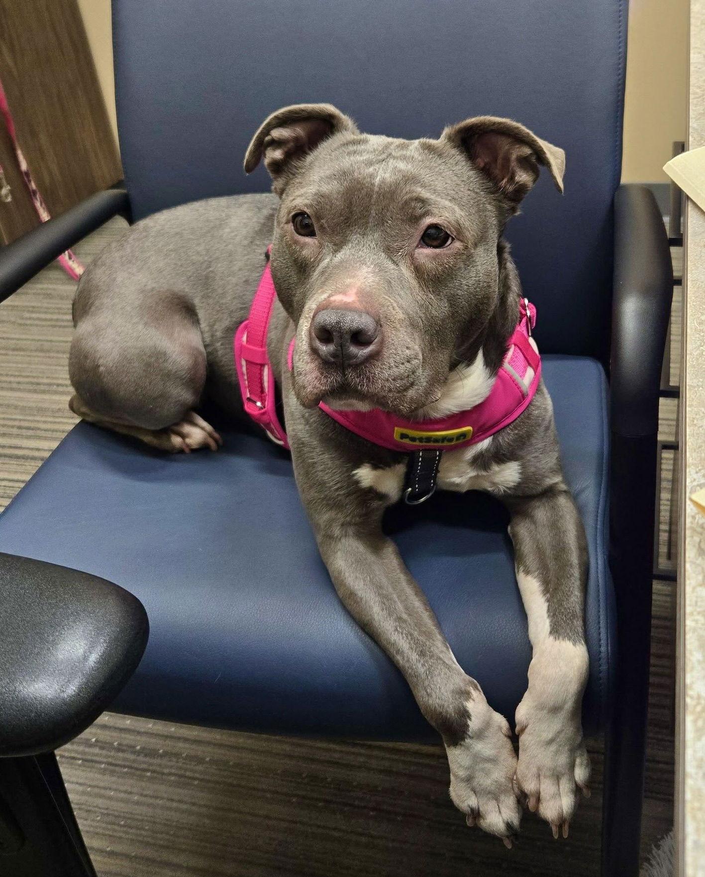 Enlarge Nala, a Adoptable Terrier in Blackwood, NJ image 3/3