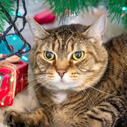 Peekaboo, a Adoptable Domestic Short Hair in Camano Island, WA image 1/2