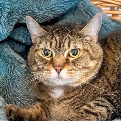 Peekaboo, a Adoptable Domestic Short Hair in Camano Island, WA image 1/2