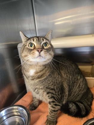Peekaboo, a Adoptable Domestic Short Hair in Camano Island, WA image 2/2