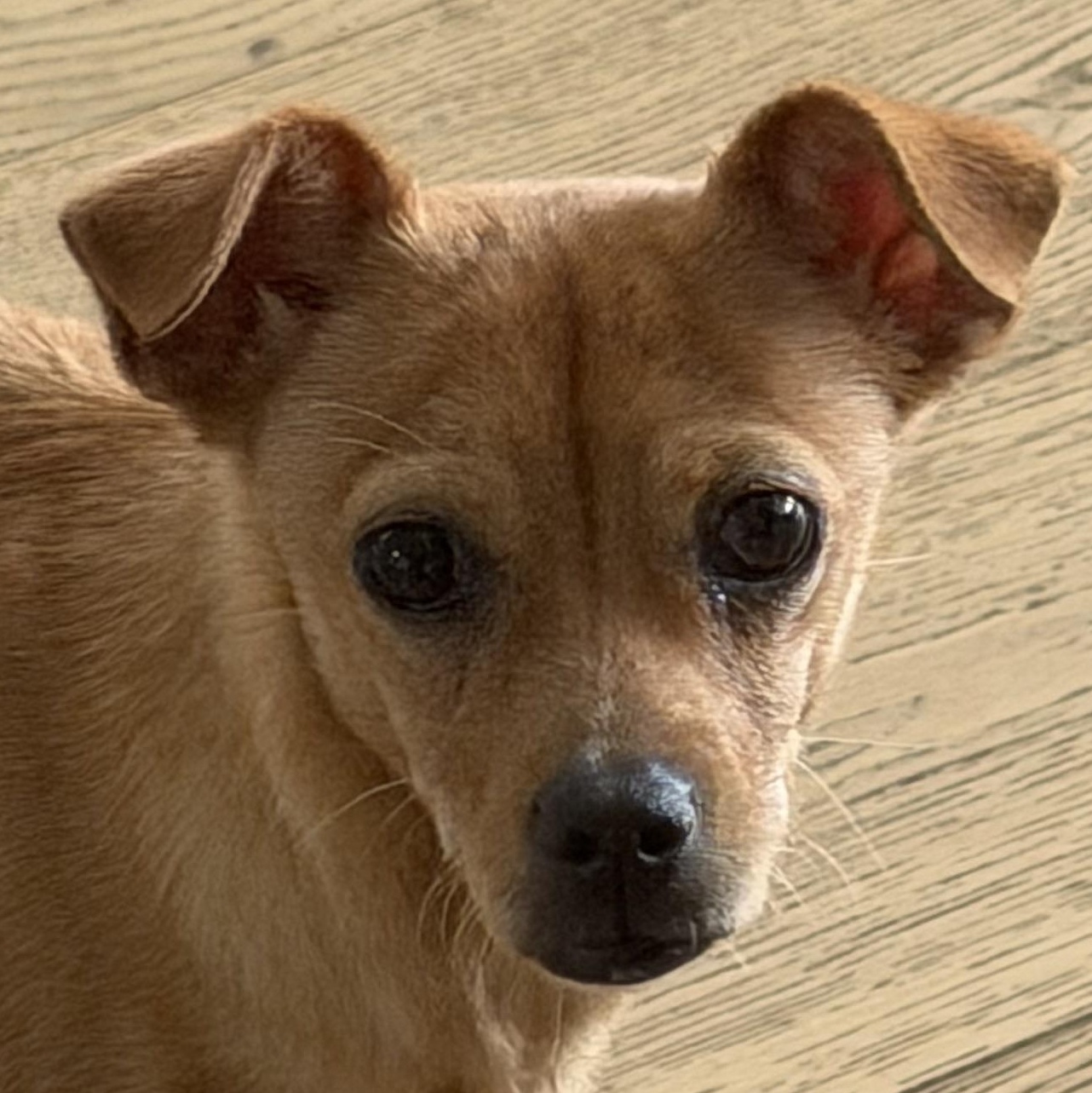Enlarge Mr. Shadow Littles, a Adoptable mixed breed in Ridgefield, WA image 1/6
