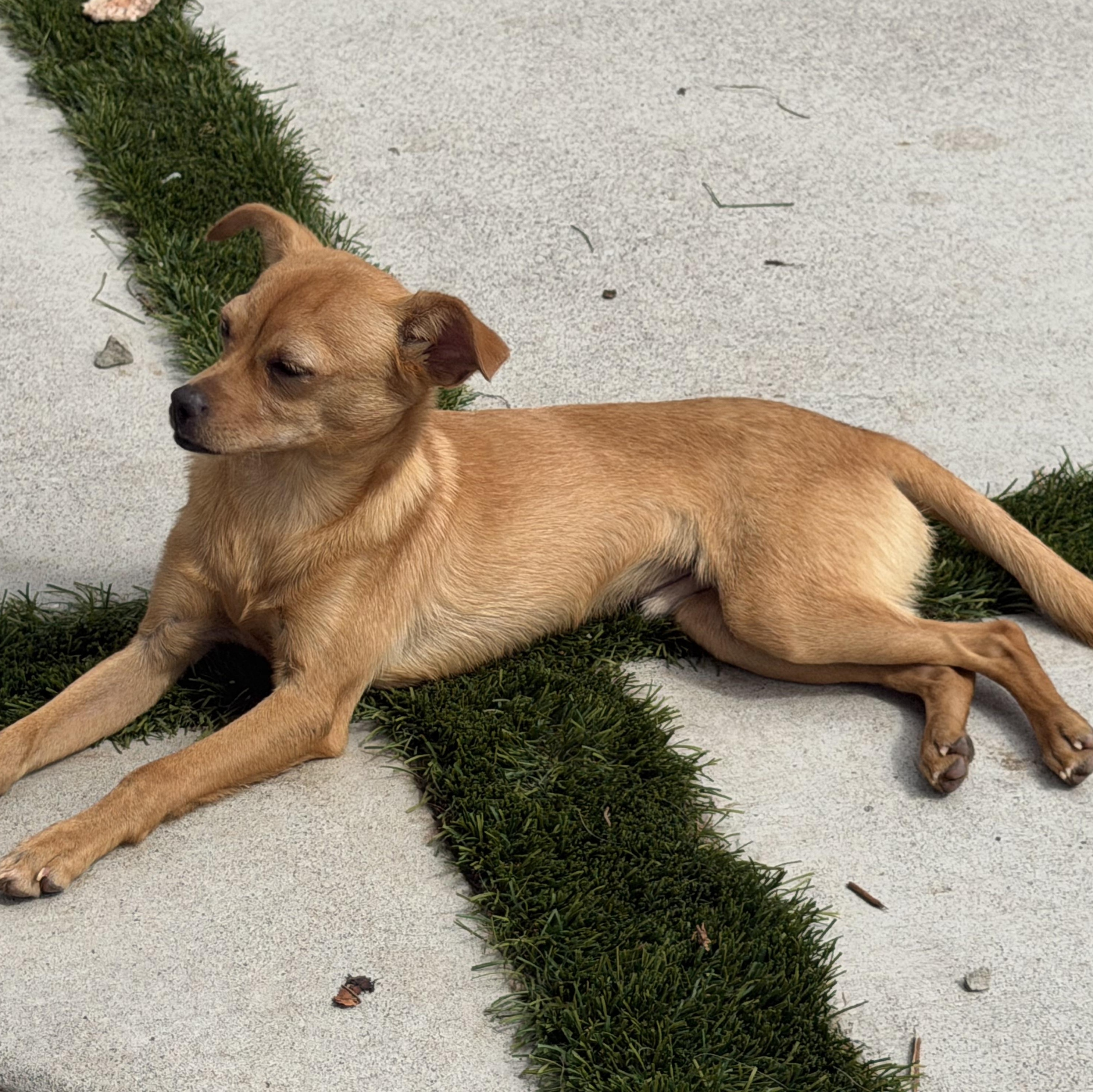 Enlarge Mr. Shadow Littles, a Adoptable mixed breed in Ridgefield, WA image 2/6