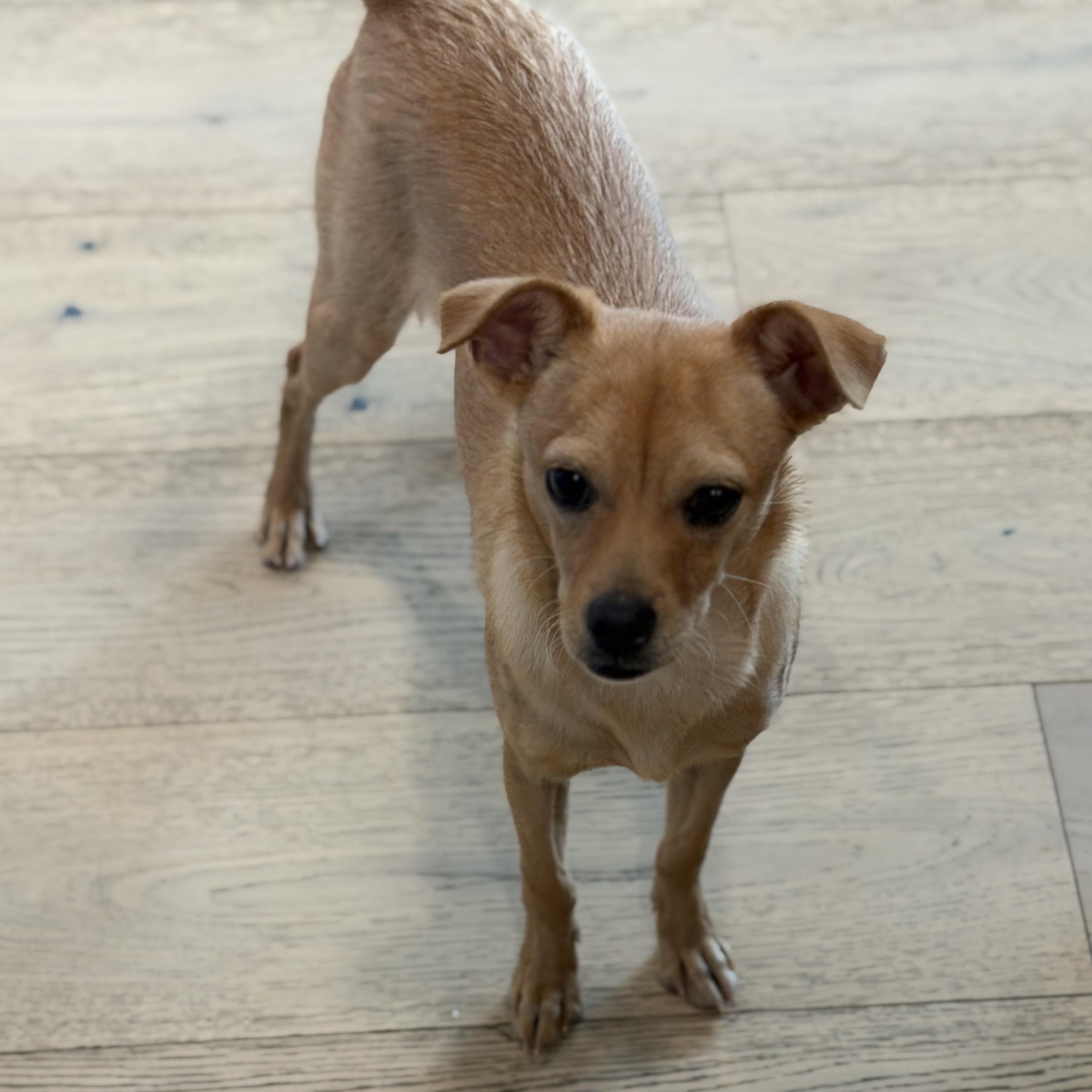 Enlarge Mr. Shadow Littles, a Adoptable mixed breed in Ridgefield, WA image 4/6