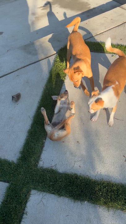 Enlarge Mr. Shadow Littles, a Adoptable mixed breed in Ridgefield, WA video 5/6