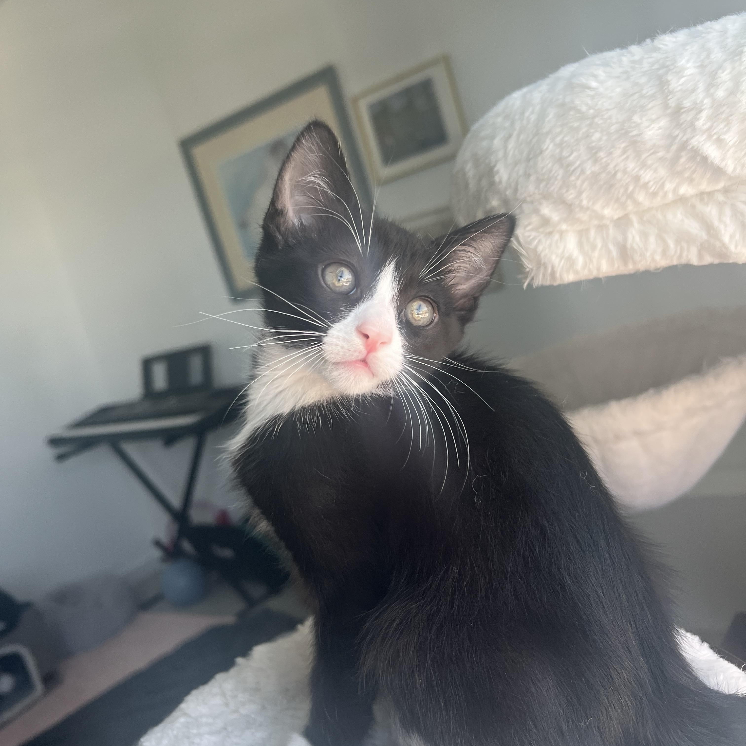 Kale, adopted, Kitten Male Domestic Short Hair.