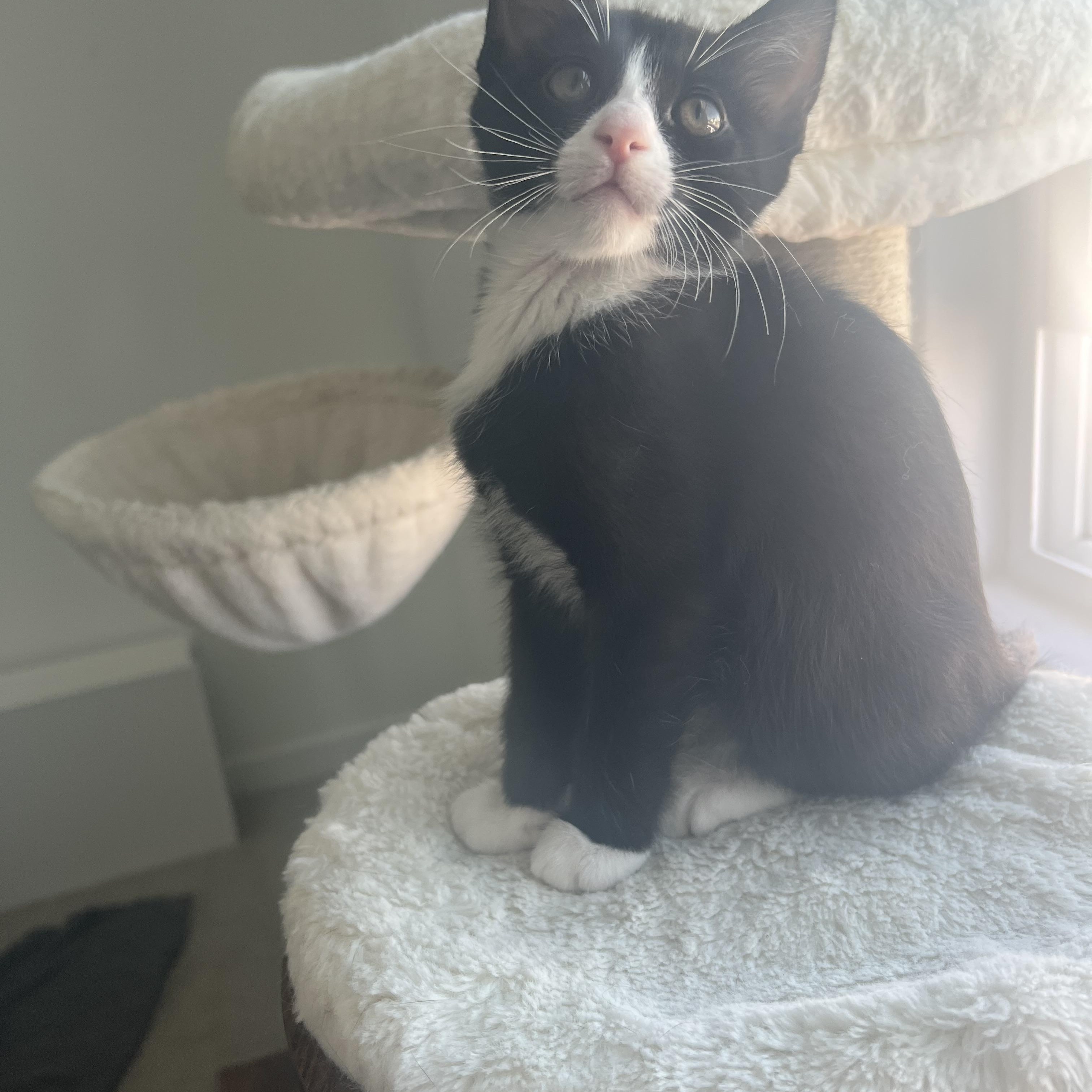 Kale, an adopted Domestic Short Hair in Hanford, CA image 2/2