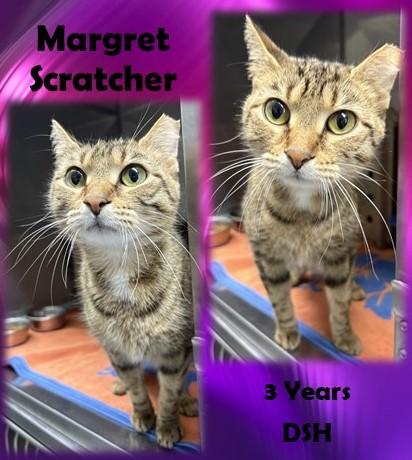 Enlarge Margret Scratcher, an adopted Domestic Short Hair in Franklin, IN image 1/1