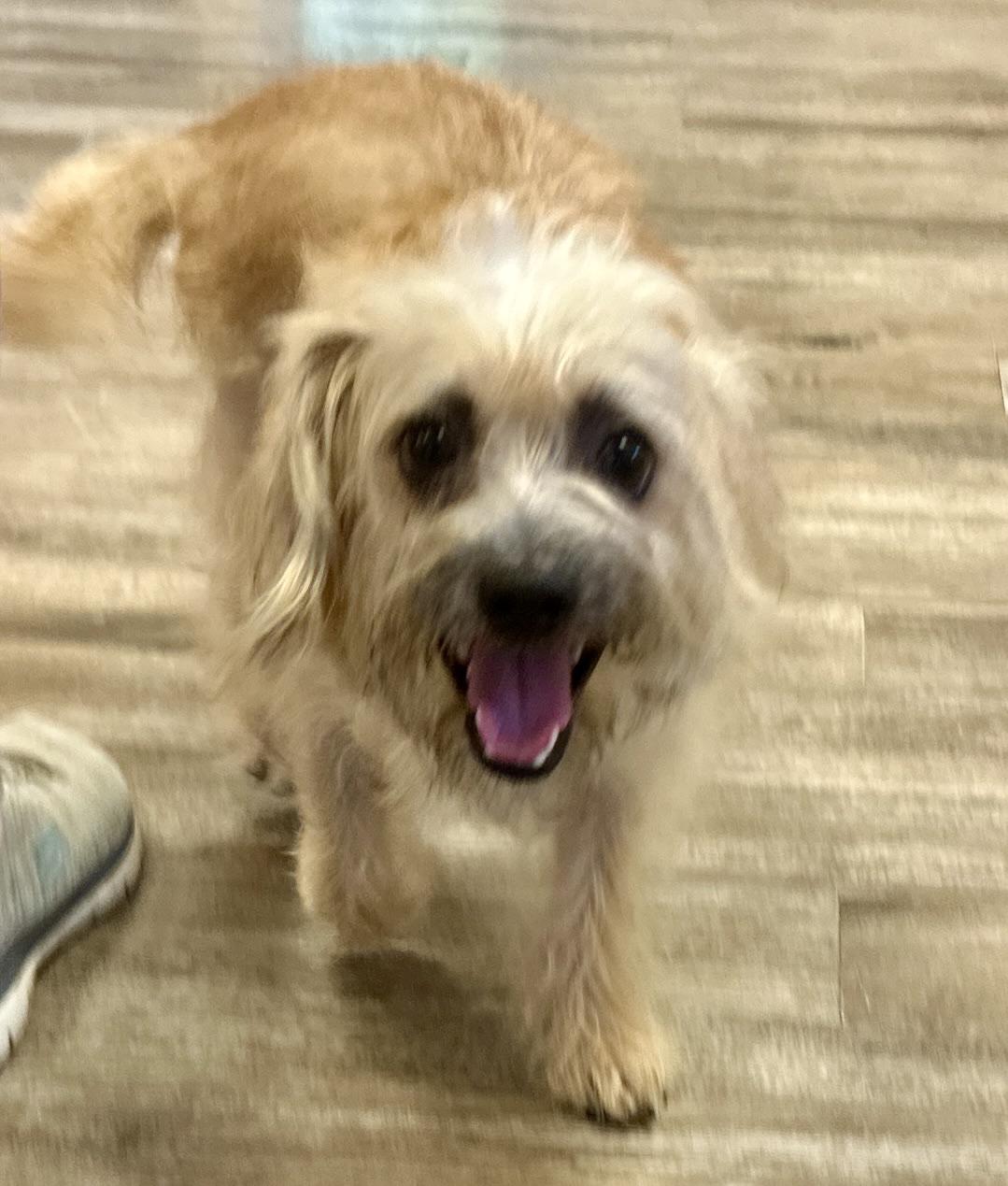 Enlarge Isaac, a Adopted mixed breed in Gallatin, TN image 1/4