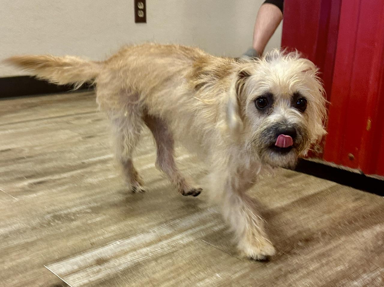 Enlarge Isaac, a Adopted mixed breed in Gallatin, TN image 2/4